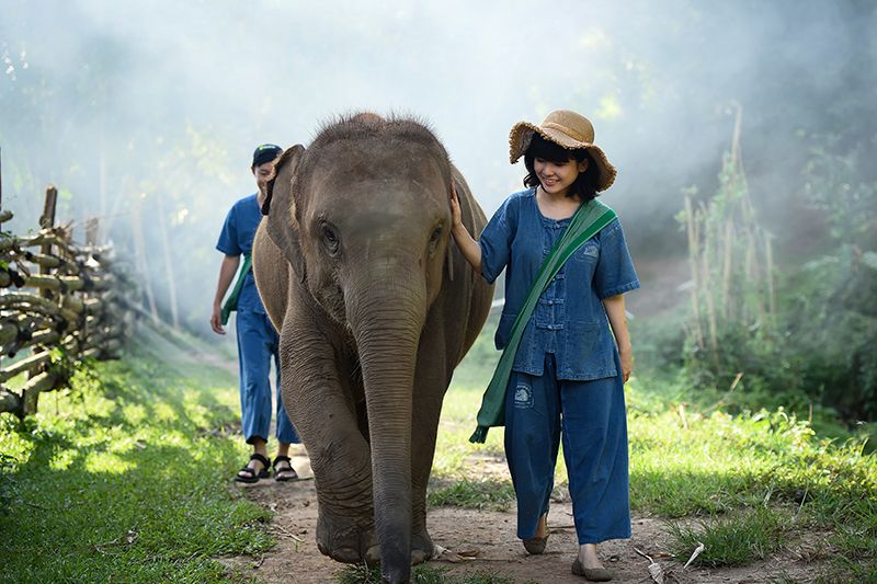 Chiang Mai Sanctuary