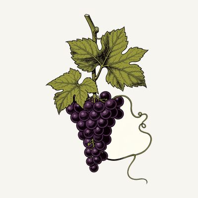 Vitis Vinifera