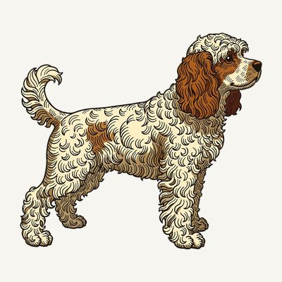 Cockapoo