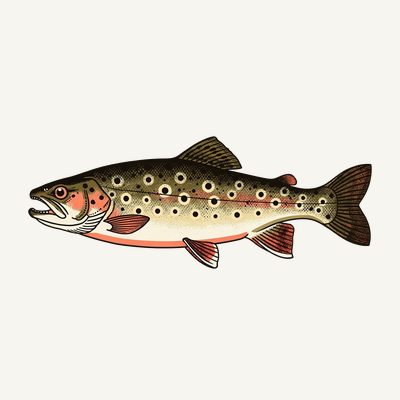 Brook Trout