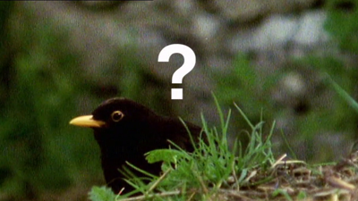 A bird with a question mark over its head.