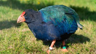 A takahē - a flightless blue and green bird that is very round and about the size of a football.