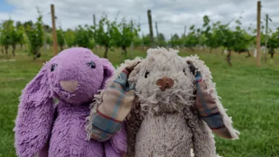 A purple bunny and a bunny with tartan ears stand in front of a vineyard.