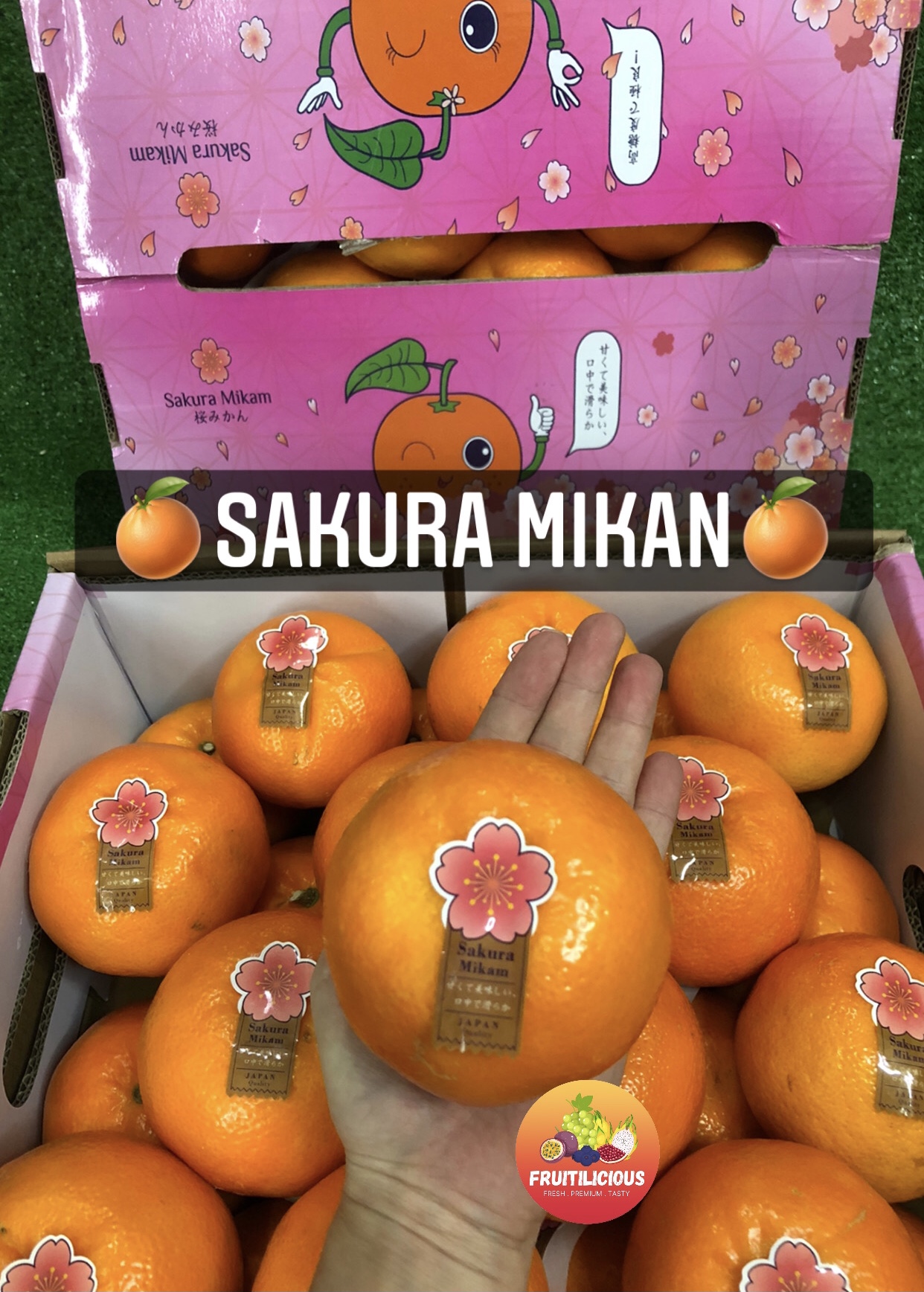 SAKURA MIKAN (XL-XXL) - FRUITILICIOUS SG | Take App