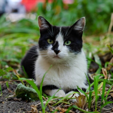 Crno bijela mačka leži u dvorištu prije nego što će je otjerati