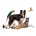 Pas, mačka, papiga, zamorac, hrčak, zlatna ribica i drugi kućni ljubimci na jednom mjestu