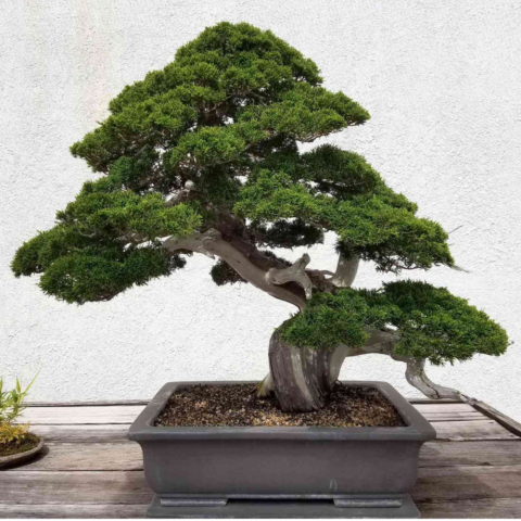 Bonsai drvo (1)
