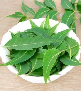 Neem Leaf