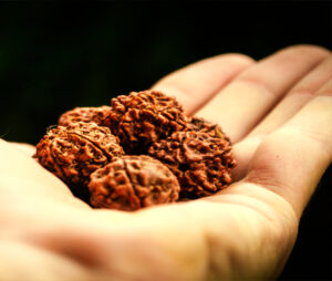 5 Mukhi Rudraksh