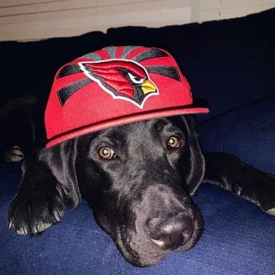 Week 17 staff picks Cardinals-Falcons and NFL against the spread, odds and  more - Revenge of the Birds