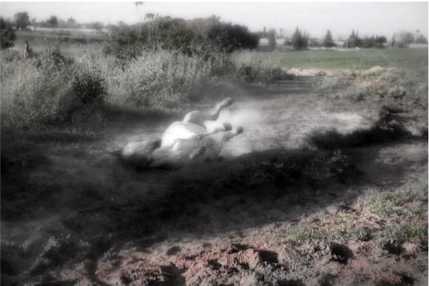 The White Horse fell in the Mud, Ramat Hasharon, 2009