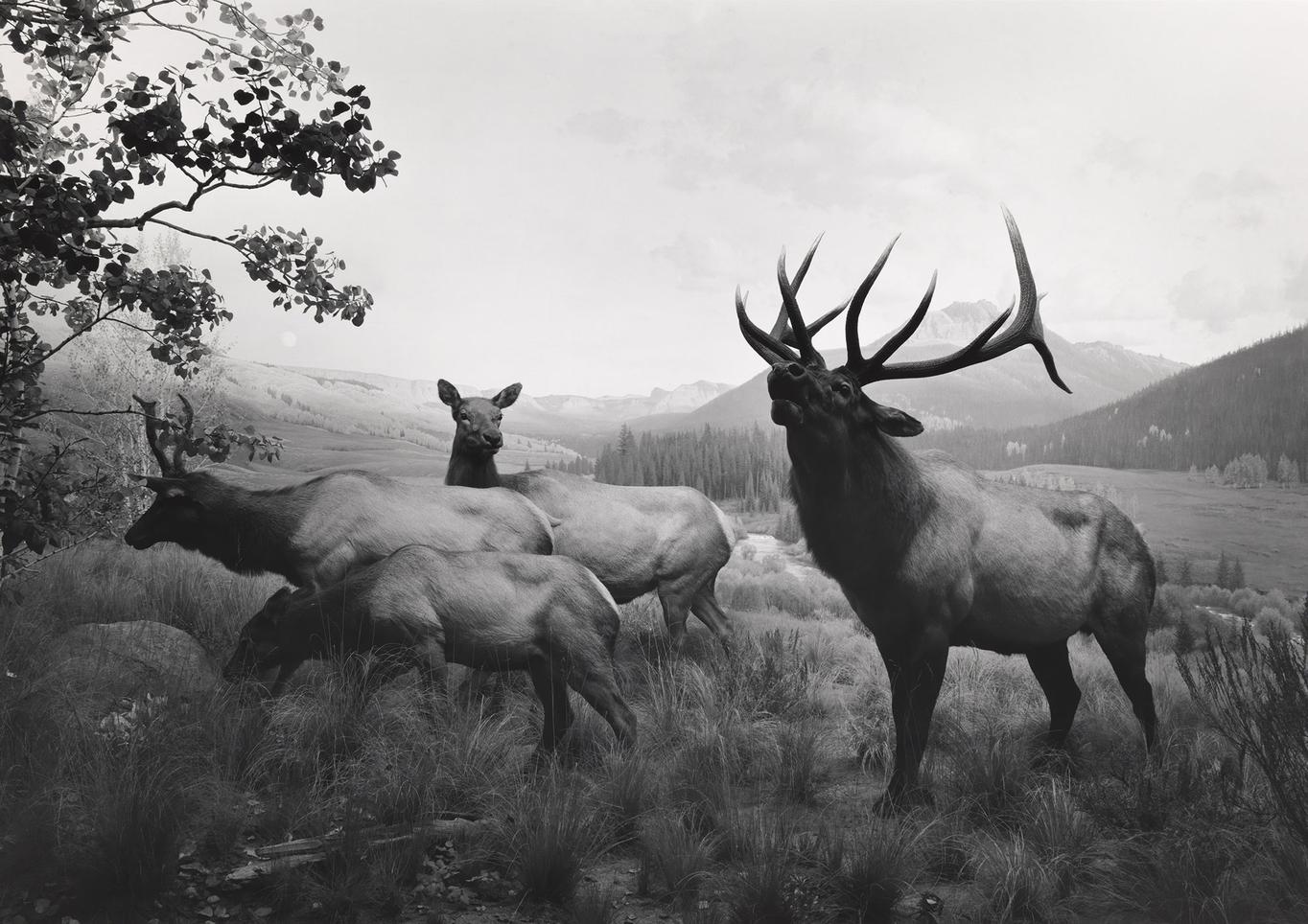 Wapiti, 1980