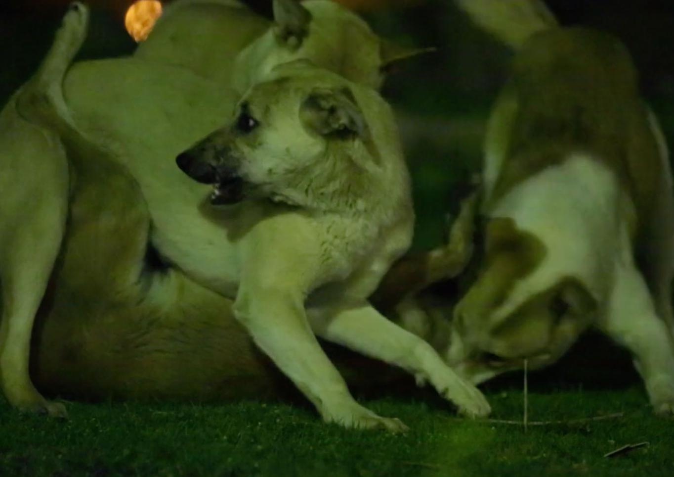 Itay Marom, Dogs, 2016