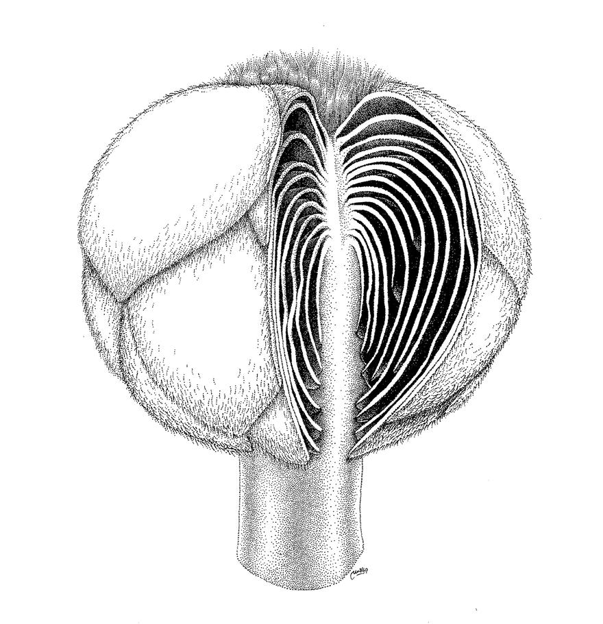 From Hexagonal Lobes, Moist Tubes and other Riddles, 2019