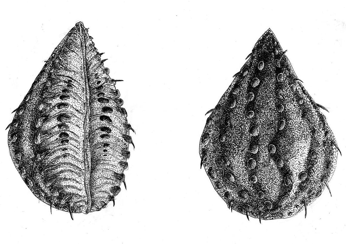 מתוך תנוכים‭ ‬משושים‭ ‬וחידות‭ ‬אחרות (פרט), 2019