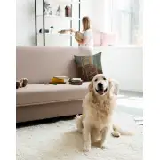 The Chair Belgian Couch Pillow | Life Style 2