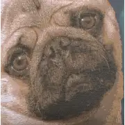 Pugs Face Blue Cushion | Close Up 3