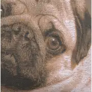 Pugs Face Grey Cushion - 19 in. x 19 in. Cotton by Charlotte Home Furnishings | Close Up 3