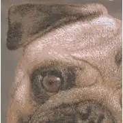 Pugs Face Grey  Cushion | Close Up 4