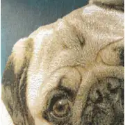 Pugs Face Blue II French Couch Cushion | Close Up 1