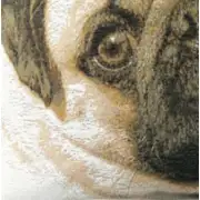 Pugs Face Blue II French Couch Cushion | Close Up 2