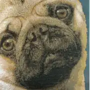 Pugs Face Blue II French Couch Cushion | Close Up 4