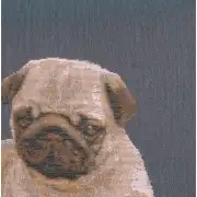 Puppy Pug Blue French Couch Cushion | Close Up 3