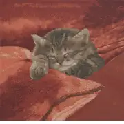 Sleeping Cat Red II French Couch Cushion | Close Up 1
