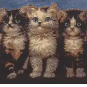 Purrfect Company Decorative Floor Pillow Cushion Cover | Close Up 1