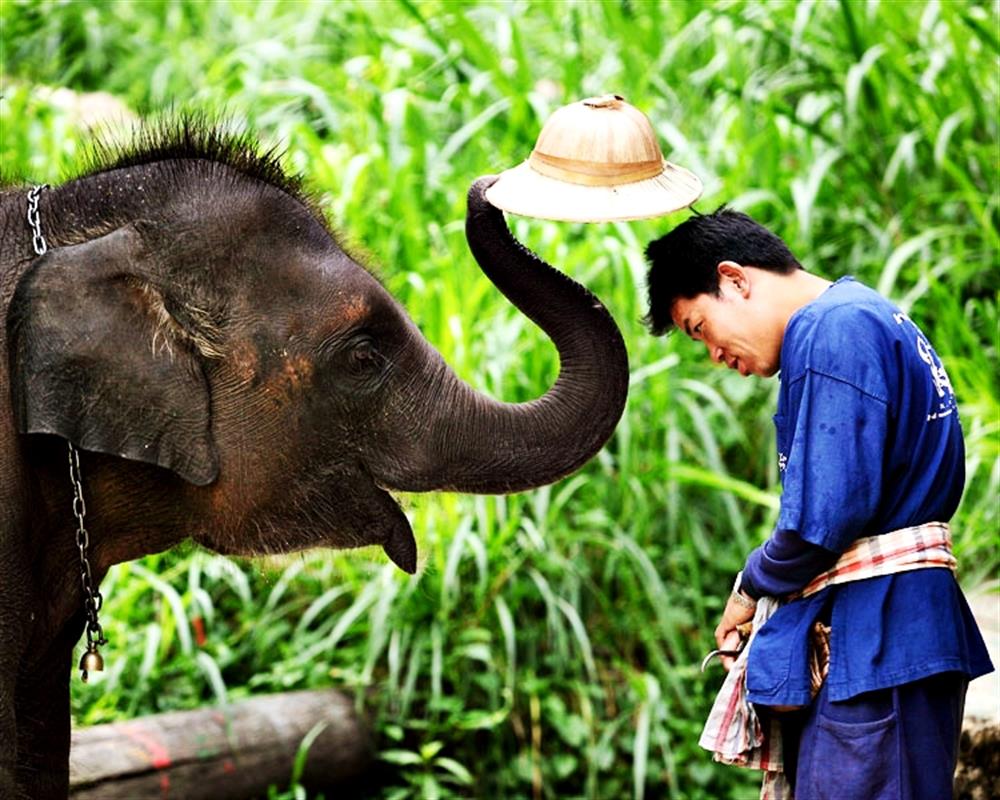 Chiang Mai Elephant Safari Tour from Chiang Mai (Private Tour)