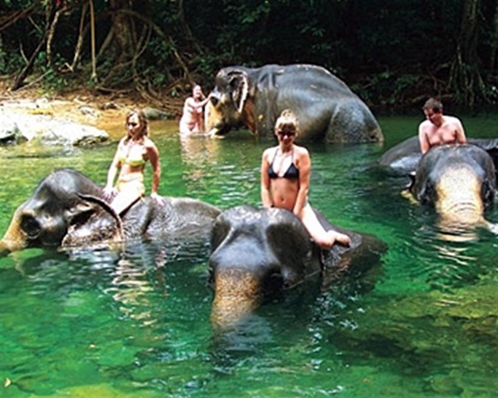 elephant jungle trek