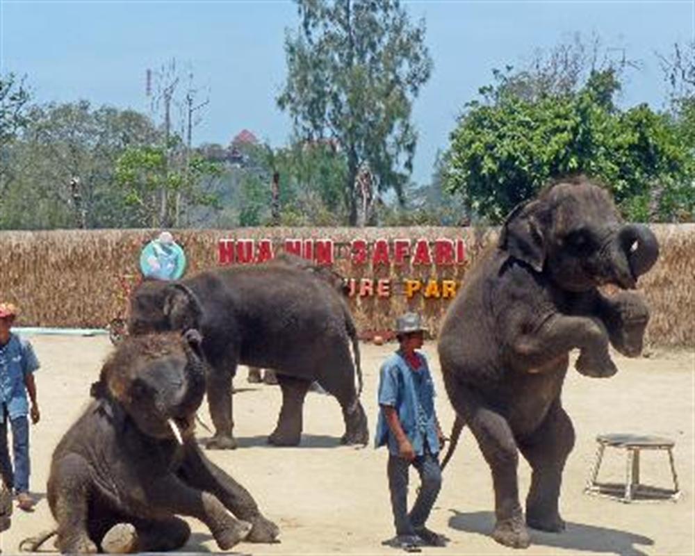 safari world hua hin