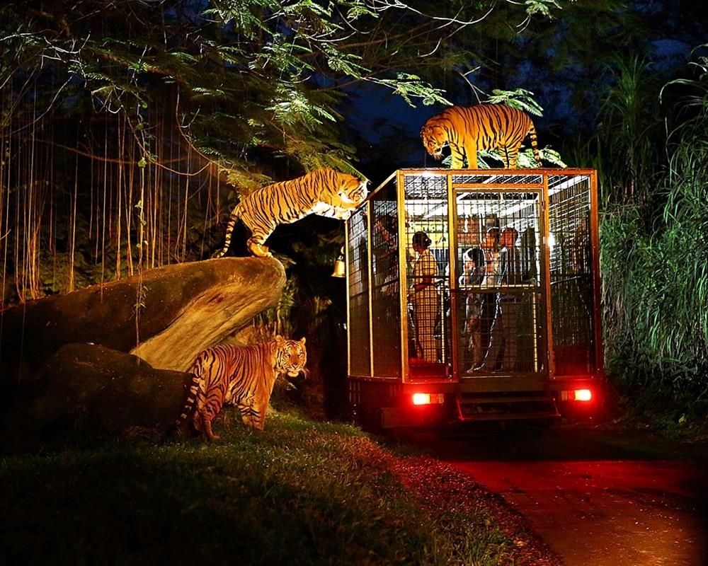 Night Safari Singapore With Tram Ride