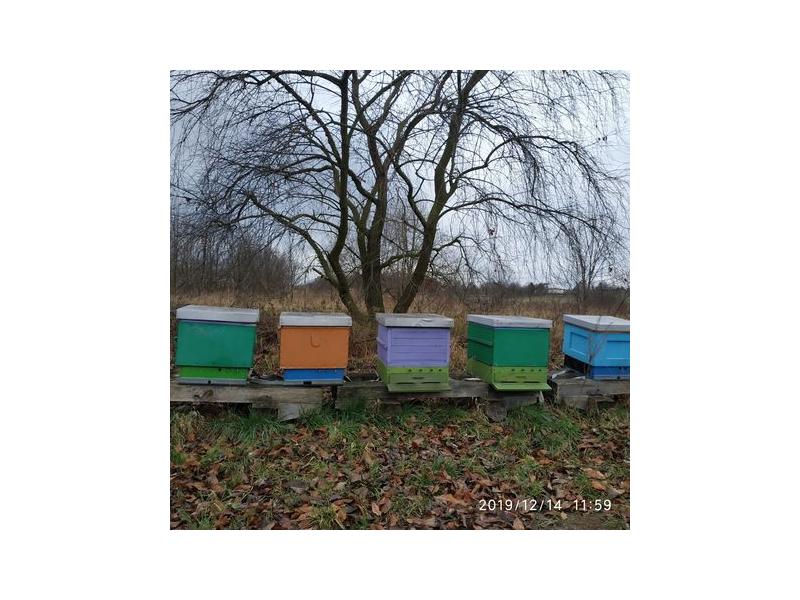 Pyłek — zdjęcie 3