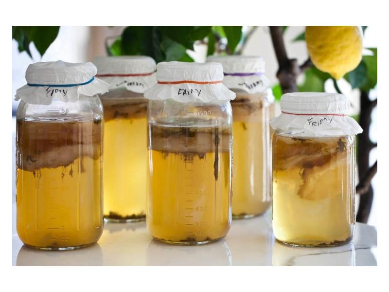 KOMBUCHA-