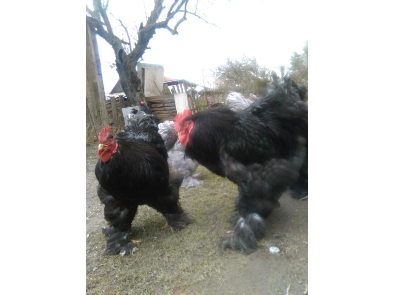 Jajka — zdjęcie 2
