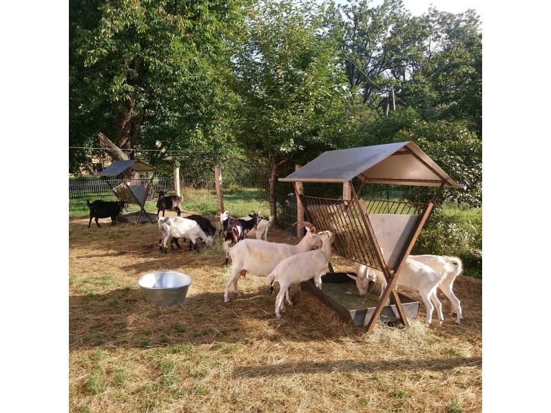 Świeże mleko jajka sery 730-450-496 — zdjęcie 3
