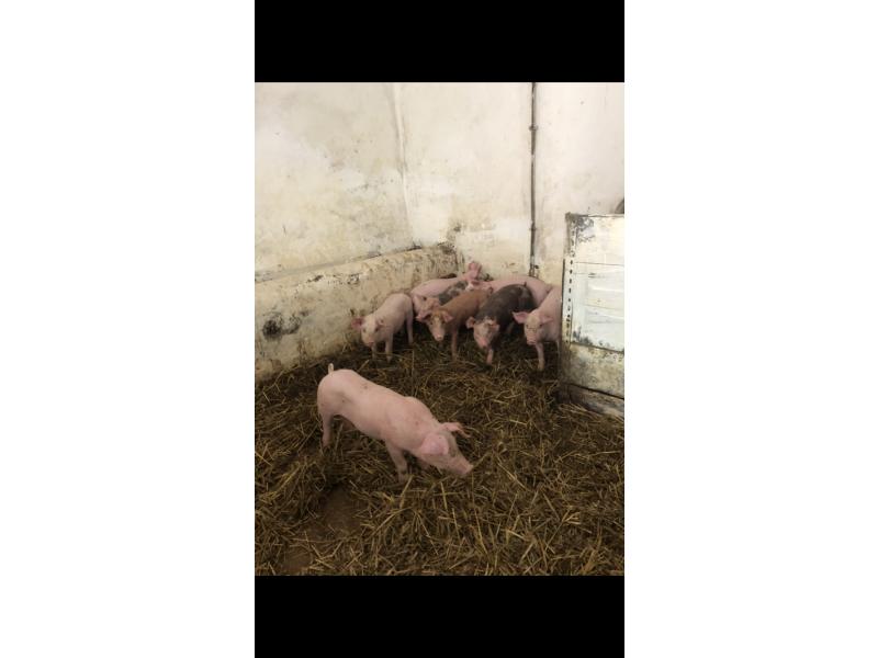 Kiełbasa od rolnika — zdjęcie 3
