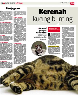 Kucing bunting tempoh Tempoh Bunting