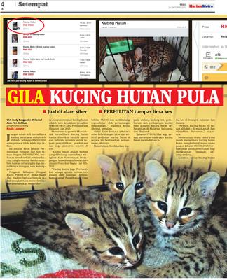 GILA KUCING HUTAN PULA KLiK - kisah kucing hutan