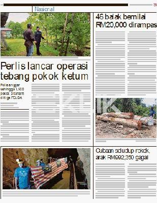 Download Pokok Perlis PNG