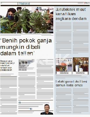 Benih pokok ganja