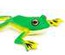 FLYING TREE FROG