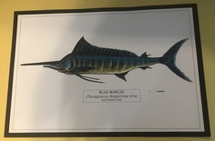 BLUE MARLIN (TERAPTURUS ANGSTIROS TRIS) THE NATIONAL FISH OF THE BAHAMAS