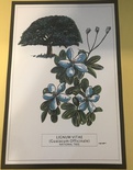 LIGNUM VITAE (GUAIACUM OFFICINALE) NATIONAL TREE OF THE BAHAMAS