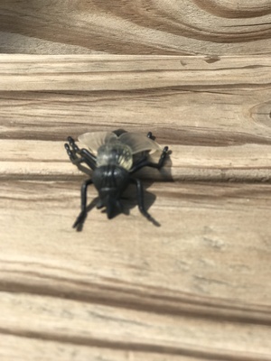 FLY
