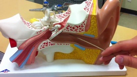 HUMAN ANATOMY MIDDLE EAR MODEL