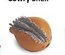 Cowry Shell