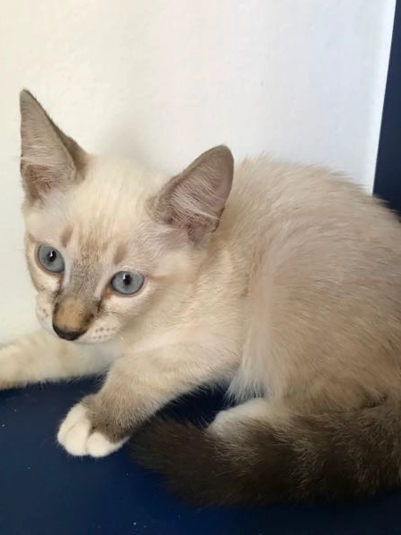 Chat Siamois Croise Tayara