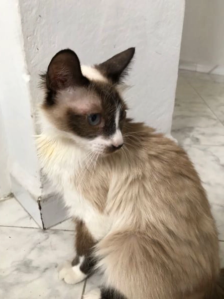 Chat Siamois Croise Tayara